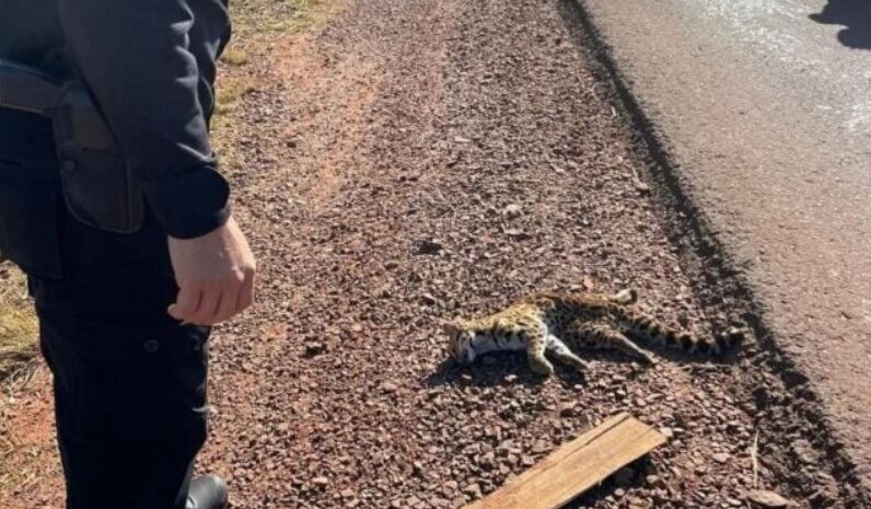 Atropellan y matan a un gato tirica sobre la Ruta Provincial N°5.