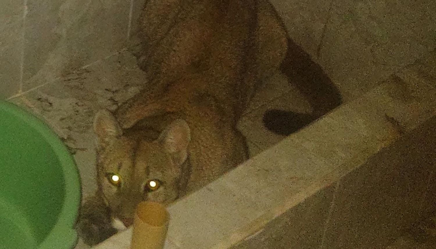 Encontraron a un puma en el baño de una casa en Salta.