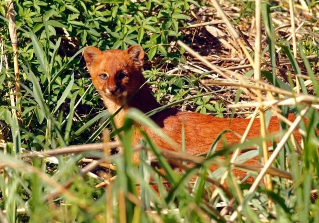 Yaguarundí o gato llama.