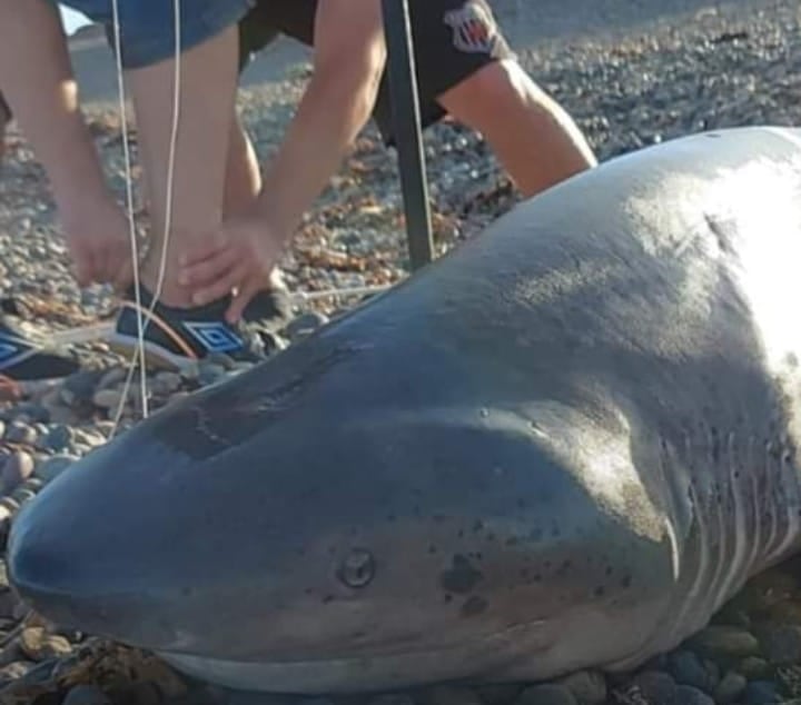 Pescado un tiburón gigante en Caleta Olivia.