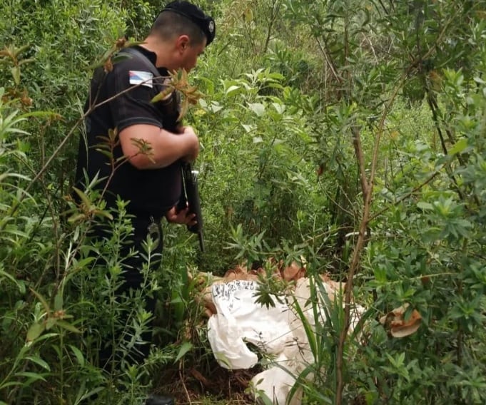 San Pedro: secuestran cargamento de marihuana.