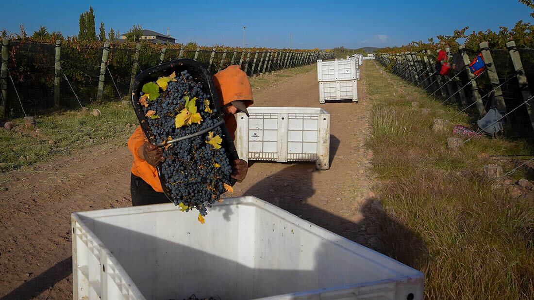 Cosecha de Malbec en Finca Argento en Alto Agrelo  