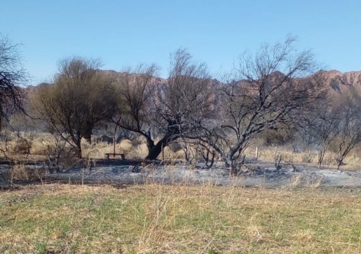 Los incendios en Huaco provocan importantes pérdidas de flora y fauna autóctonas