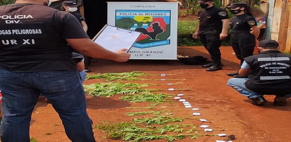 Secuestraron plantines de marihuana en Campo Grande.