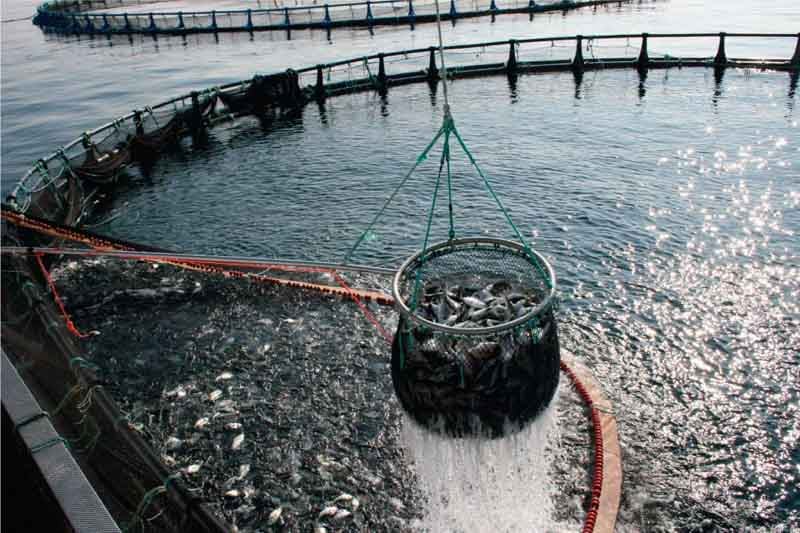 Cosecha en acuicultura