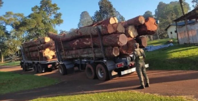 Incautan cargamento de madera nativa en San Pedro.