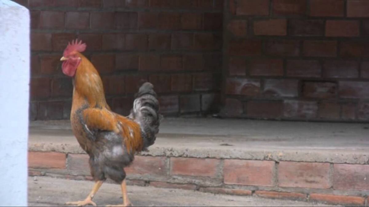El gallo canta y al dueño lo multaron por casi 40 mil pesos