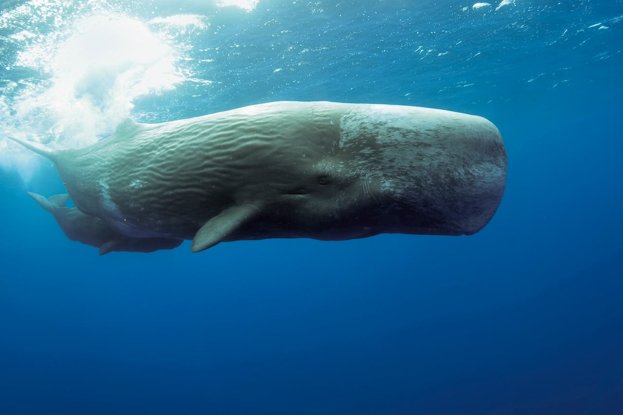 El animal con los dientes más grandes del mundo.