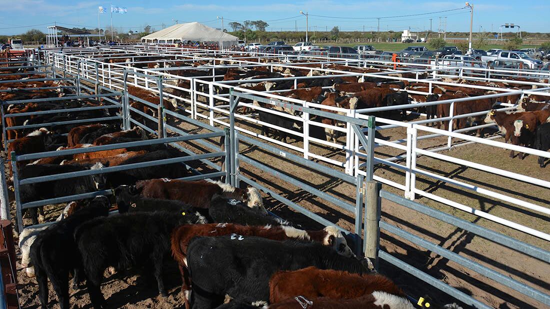 El Gobierno busca mantener el abastecimiento del mercado interno de carne. 