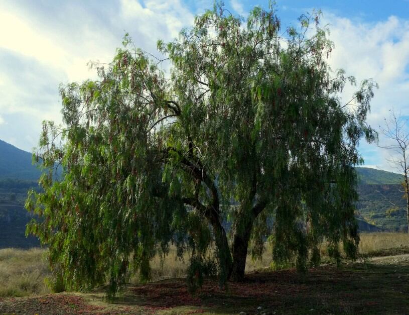 Molle o Aguaribay, árbol.