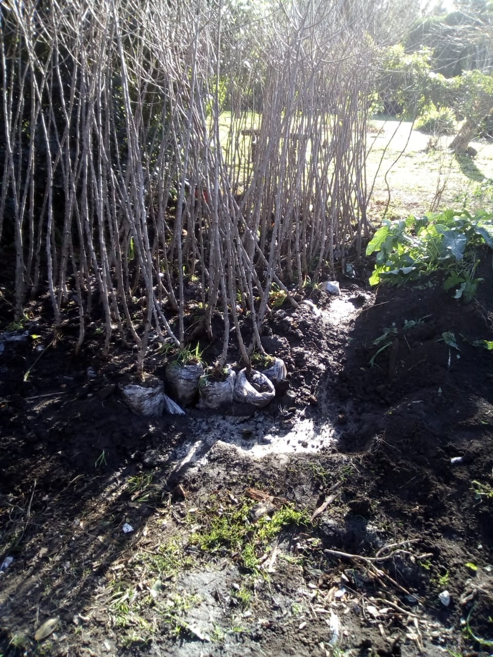 Forestación de las avenidas Ameghino y Almafuerte