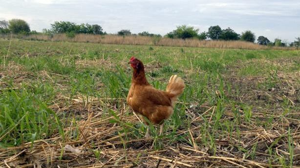 San Pedro será sede de la Fiesta Provincial de la Gallina Criolla en Misiones