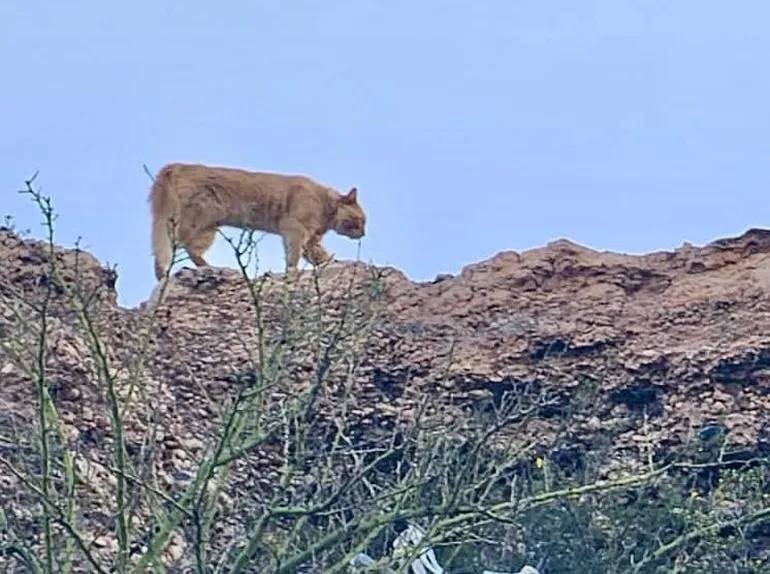 Dos pumas asecharon el barrio Nueva España de Centenario.