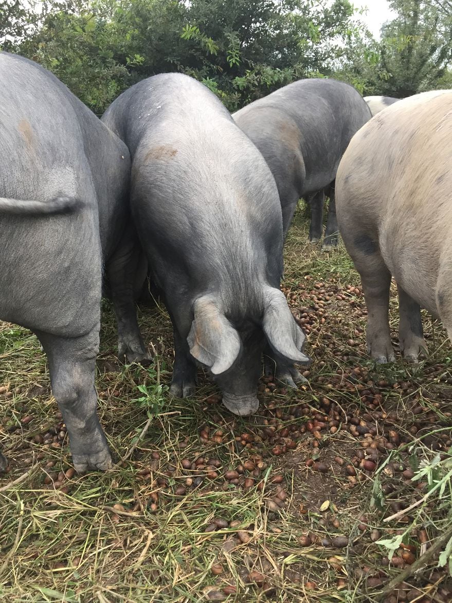 Kiko Fernández y su familia venden uno de los jamones de pata negra más exquisitos del país, mezclando las particularidades de Salta con sus tradiciones de España.