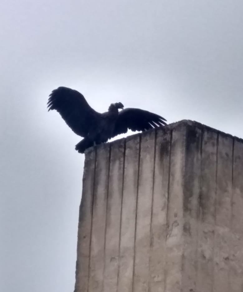 La visita de un cóndor en San Antonio de Arredondo.