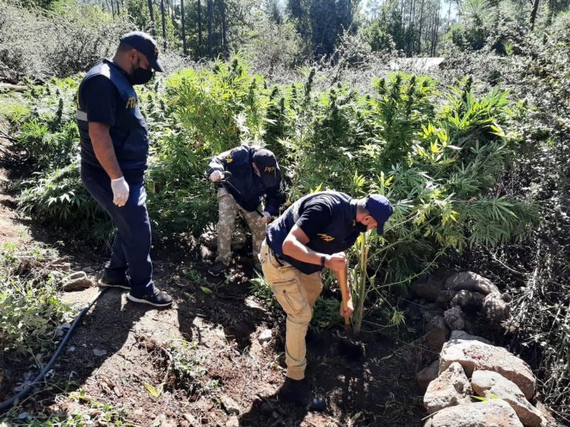 Hallaron unas 20 hectáreas de plantación de cannabis sativa en El Durazno.