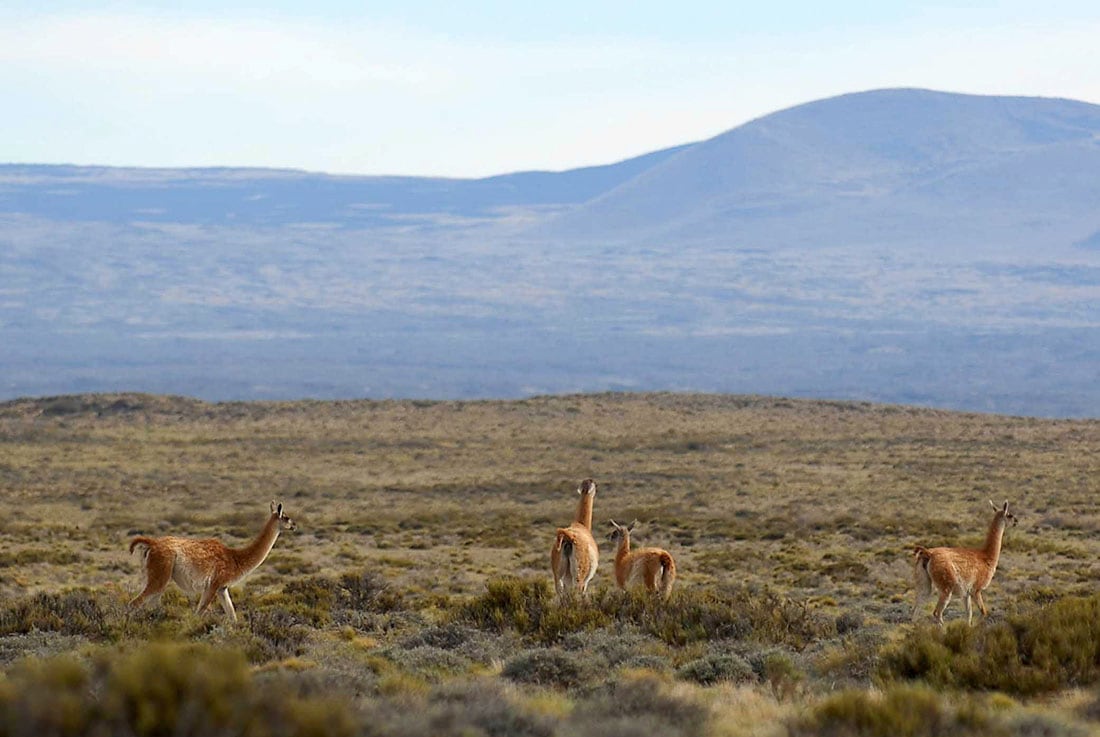 RESERVA LA PAYUNIA