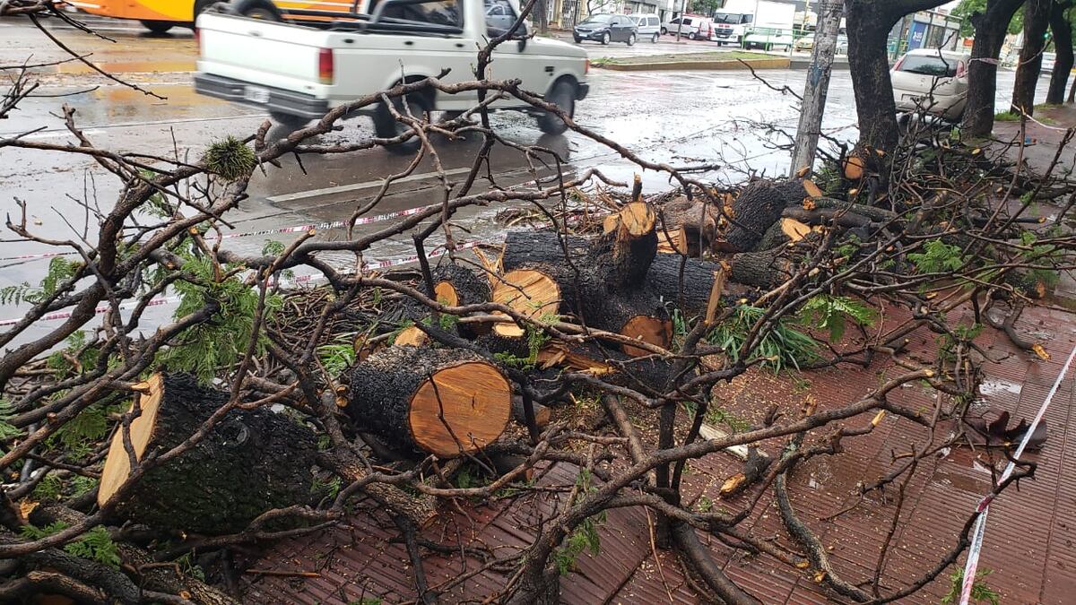 Un árbol casi provoca una tragedia en avenida Sabattini