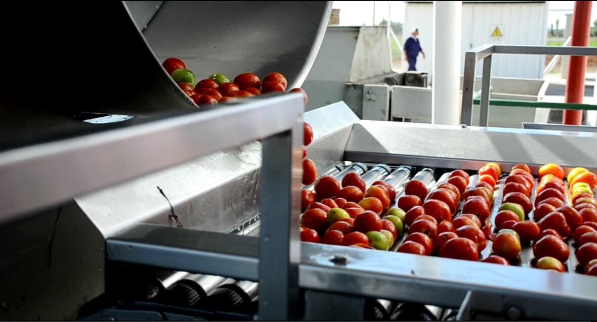 Comenzaron a elaborar tomate en la Pulpera de San Rafael.