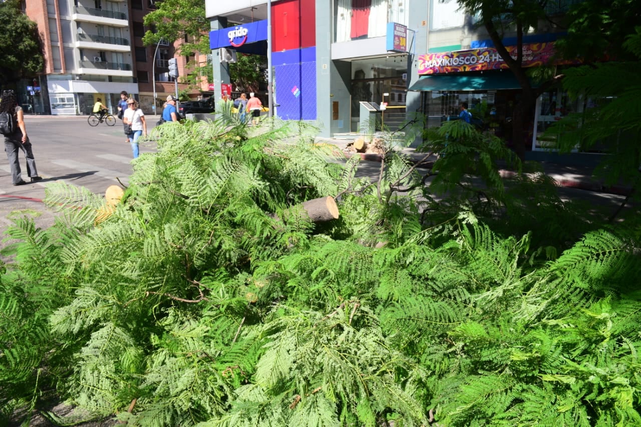 El árbol que se precipitó en el Centro de Córdoba.