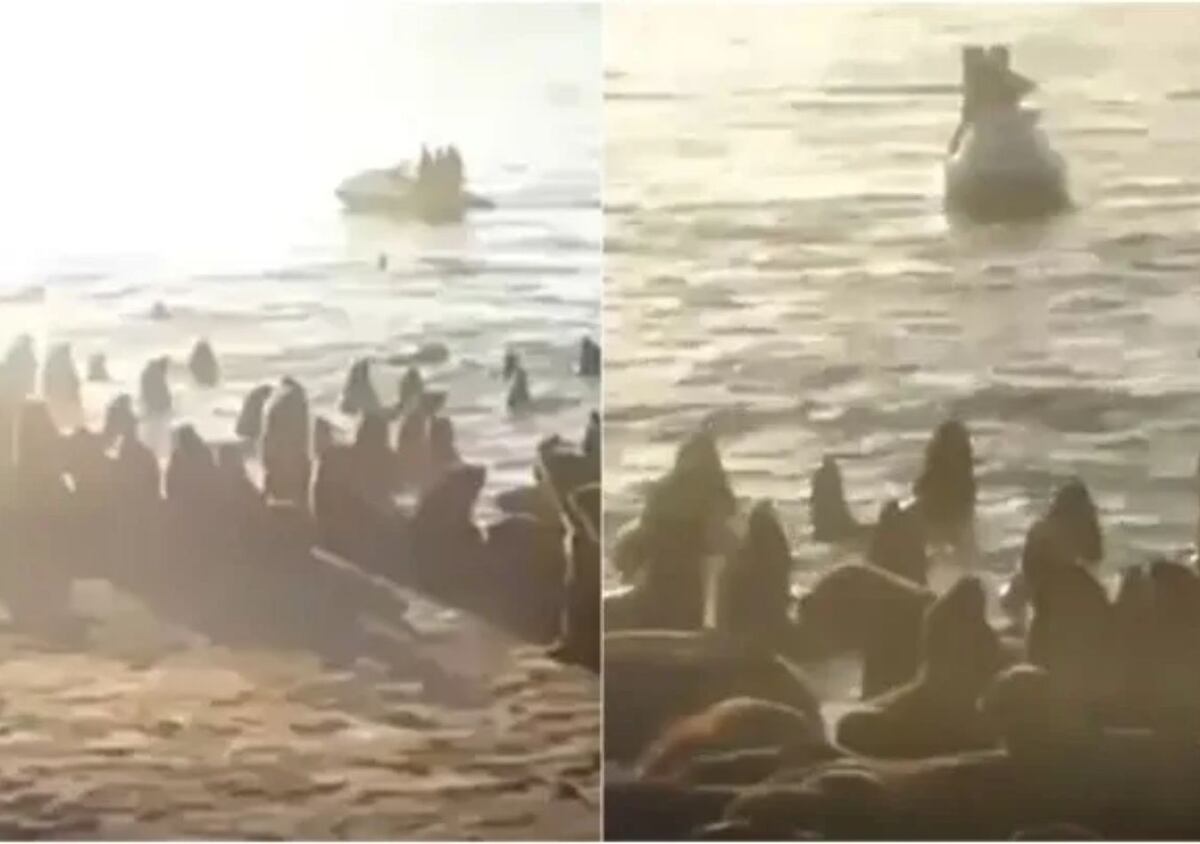 El video del hombre que paseó en moto de agua cerca de lobos marinos y generó indignación en Mar del Plata