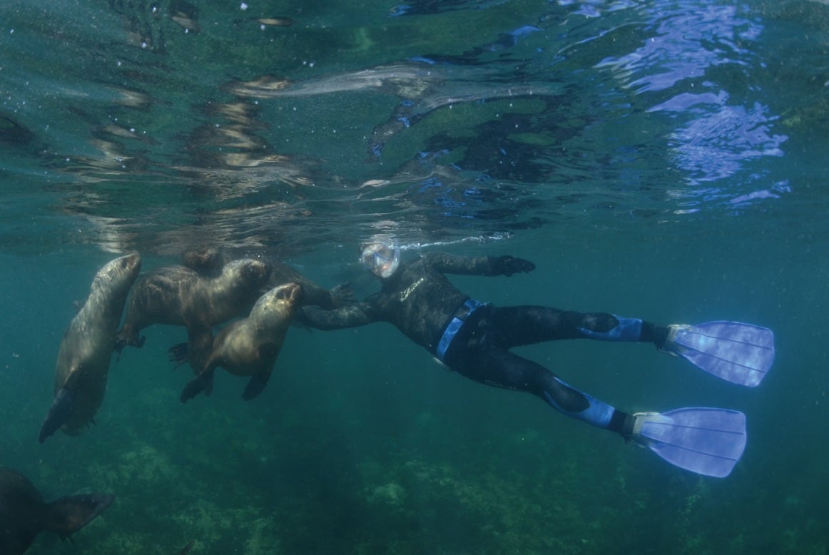 Así es el snorkel con lobos marinos en Puerto Madryn