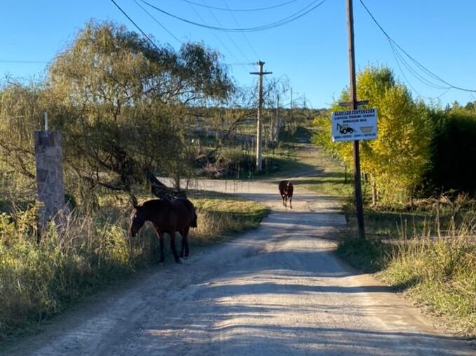 Caballos sueltos, una problemática que preocupa en Villa Parque Síquiman.