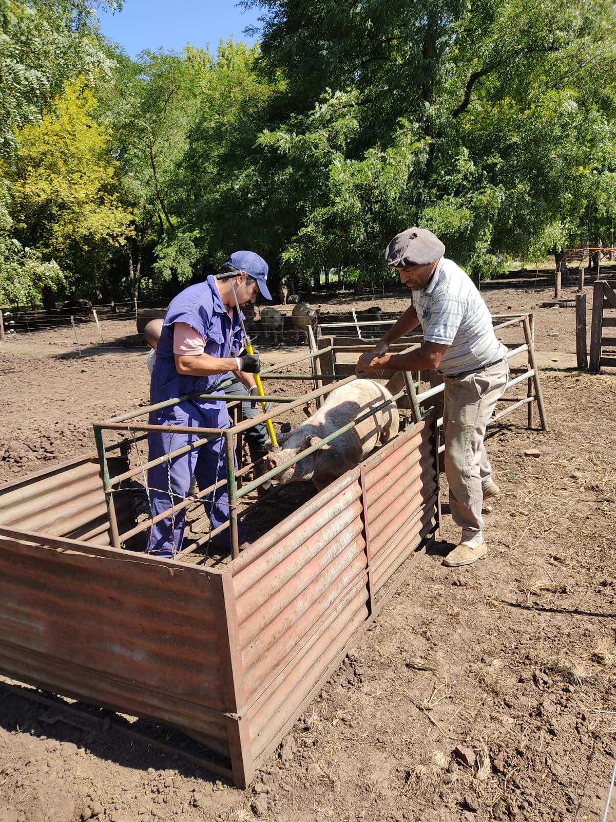 Actividad porcina en Tandil