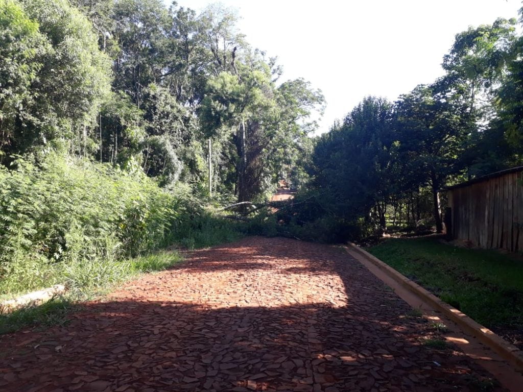 Oberá: problemas en las telecomunicaciones debido a la caída de un árbol.