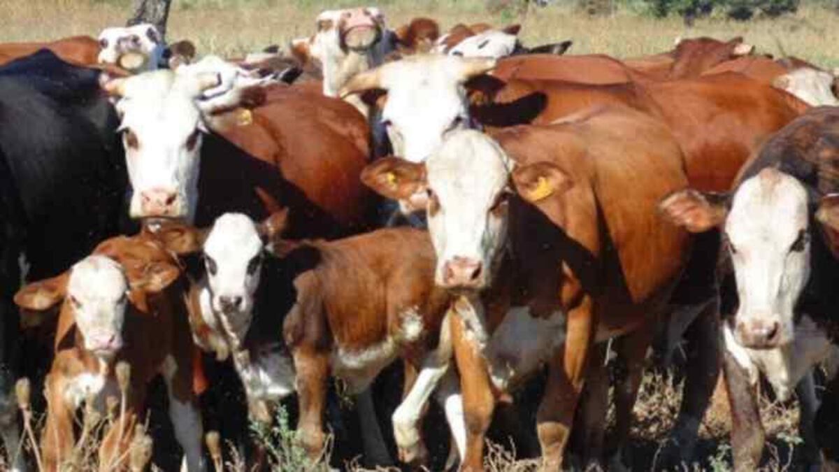 Comprar o retener vacas vs. el impuesto a las ganancias