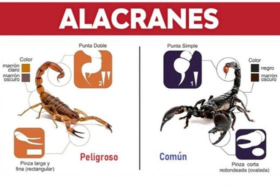 Diferencia entre un alacrán venenoso y uno inofensivo.