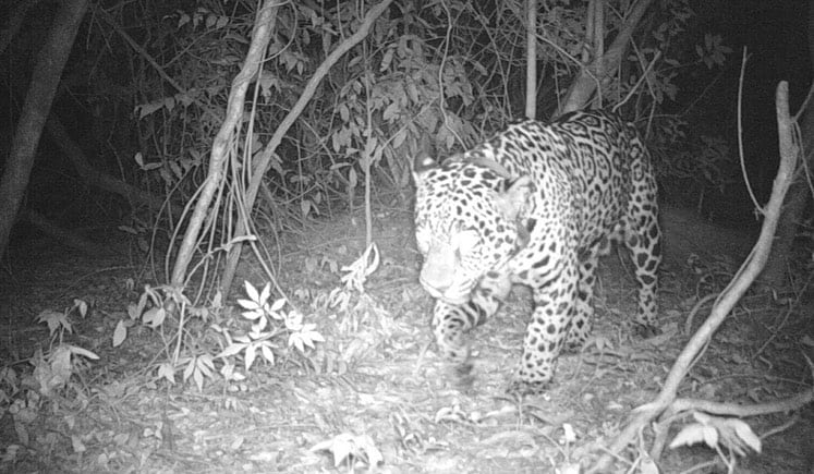 Los yaguaretés tienen collares con GPS y son observados con cámaras.