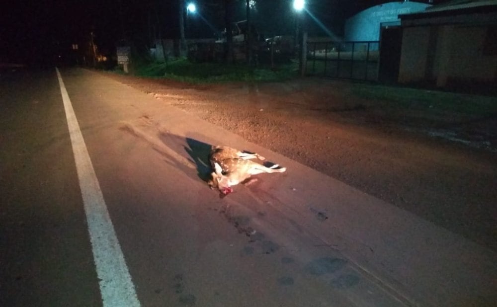 IMÁGENES SENSIBLES | Chocaron a un ocelote y a un venado en Puerto Iguazú y Candelaria