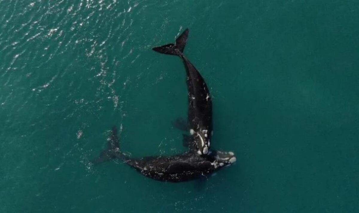 Video: dos ballenas montaron un espectáculo para la gente frente al Cerro Chenque en Comodoro