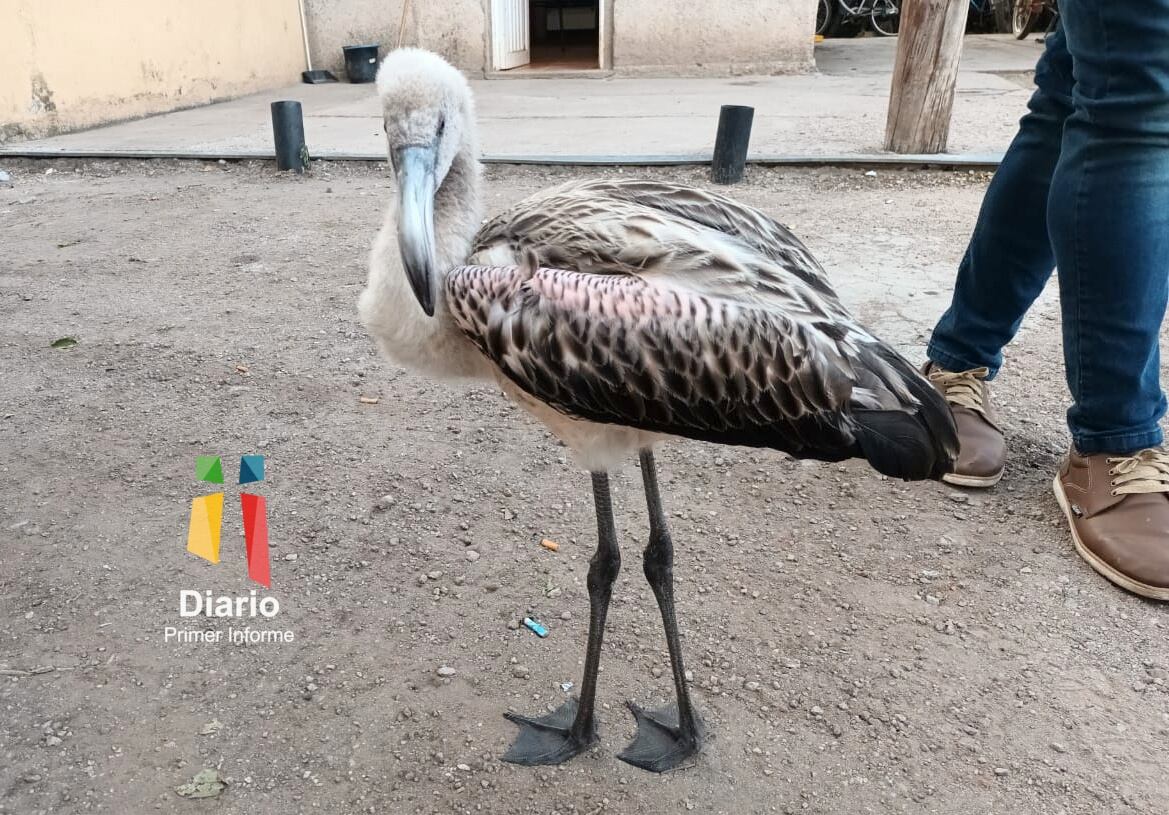 El animal provocó la sorpresa de los vecinos de San José de la Dormida.