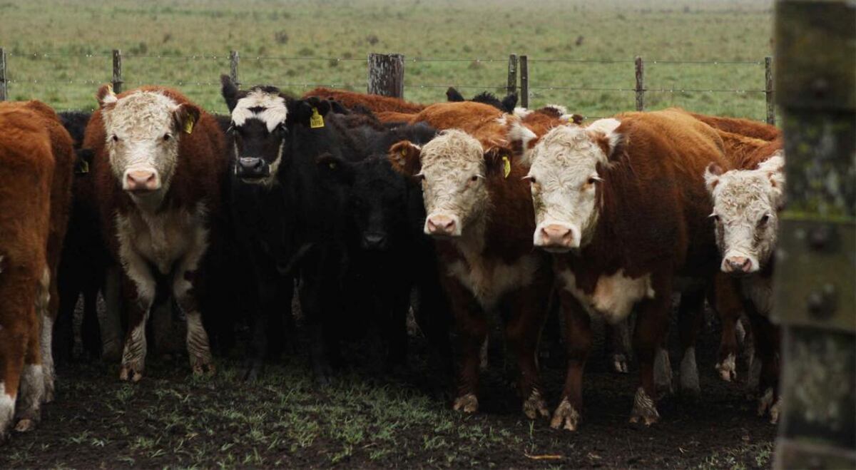 Plan nacional de control y erradicación de la brucelosis bovina