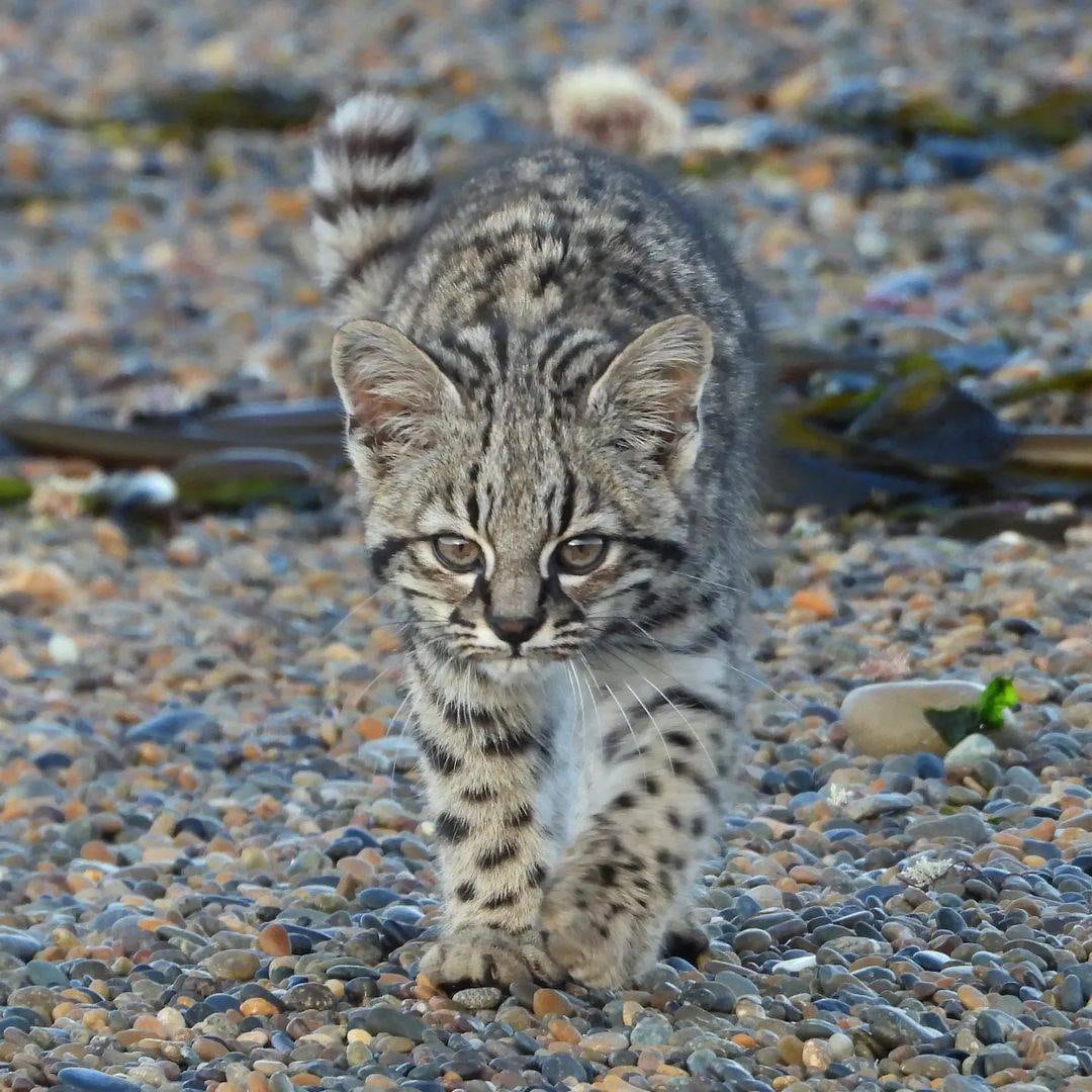 Este majestuoso gato montés de dejó ver en Chubut.