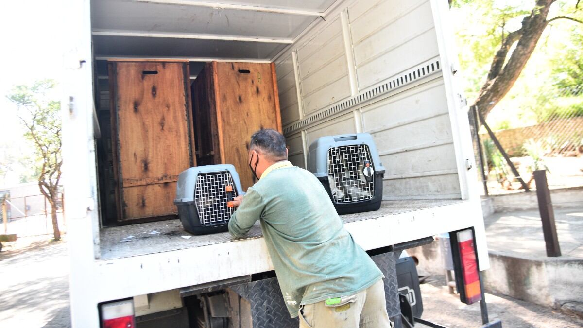 Algunos animales no serán trasladados. (Foto: Pedro Castillo)