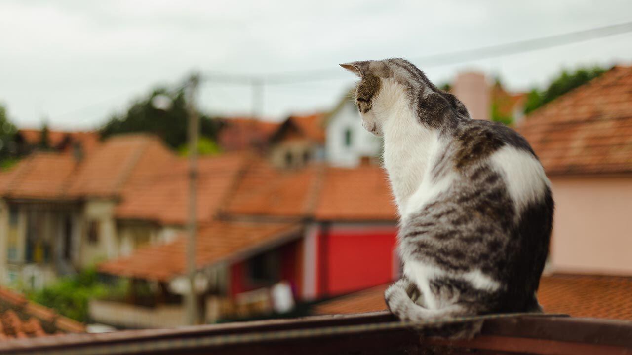 El estudio reveló el "paisaje felino" de los gatos domésticos.