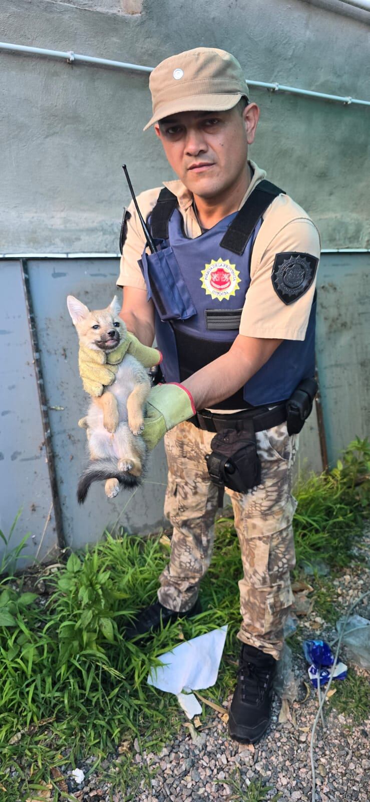 Uno de los cinco animales rescatados en barrio Providencia.