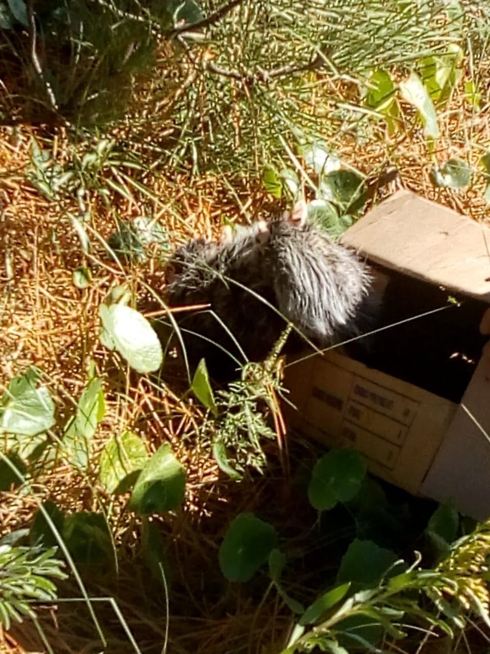 Liberan Gato Montes y Zarigüeya en la reserva de Claromecó.