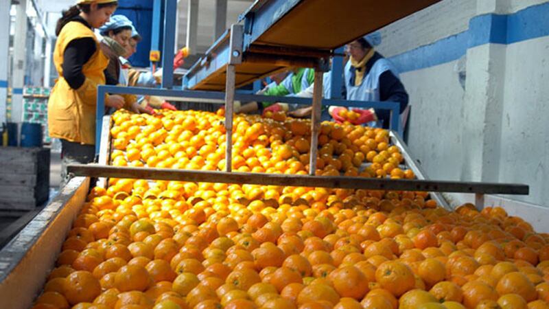 Selección de naranjas