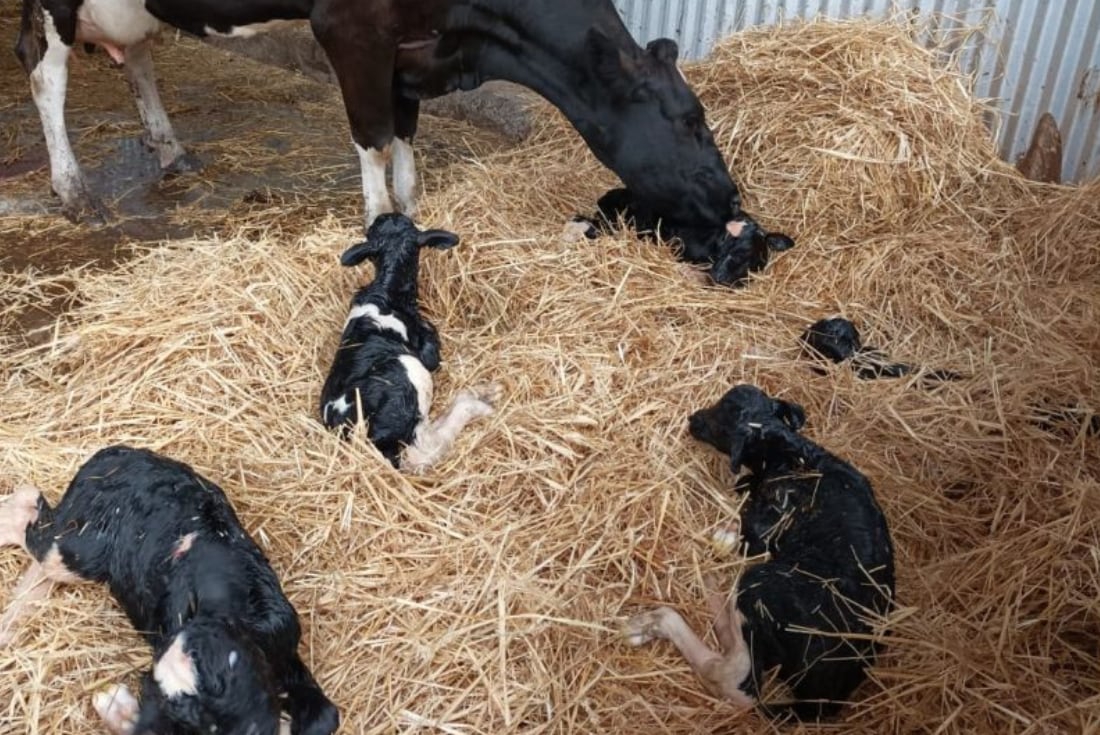 Chile. Una vaca parió cinco terneros y asombró a los especialistas. (Foto / Soy Chile)