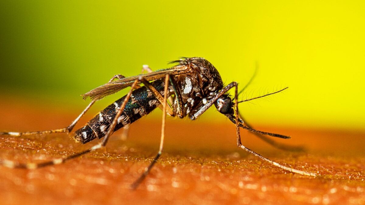 Fáciles y efectivos: cuatro formas de combatir a los mosquitos que están en las casas
