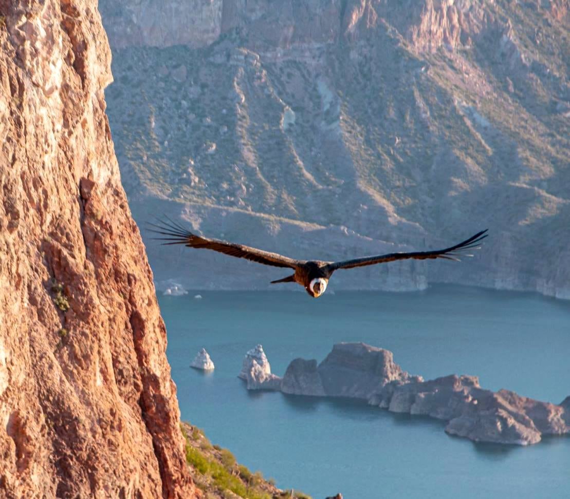 El cóndor andino en pleno vuelo en Valle Grande.