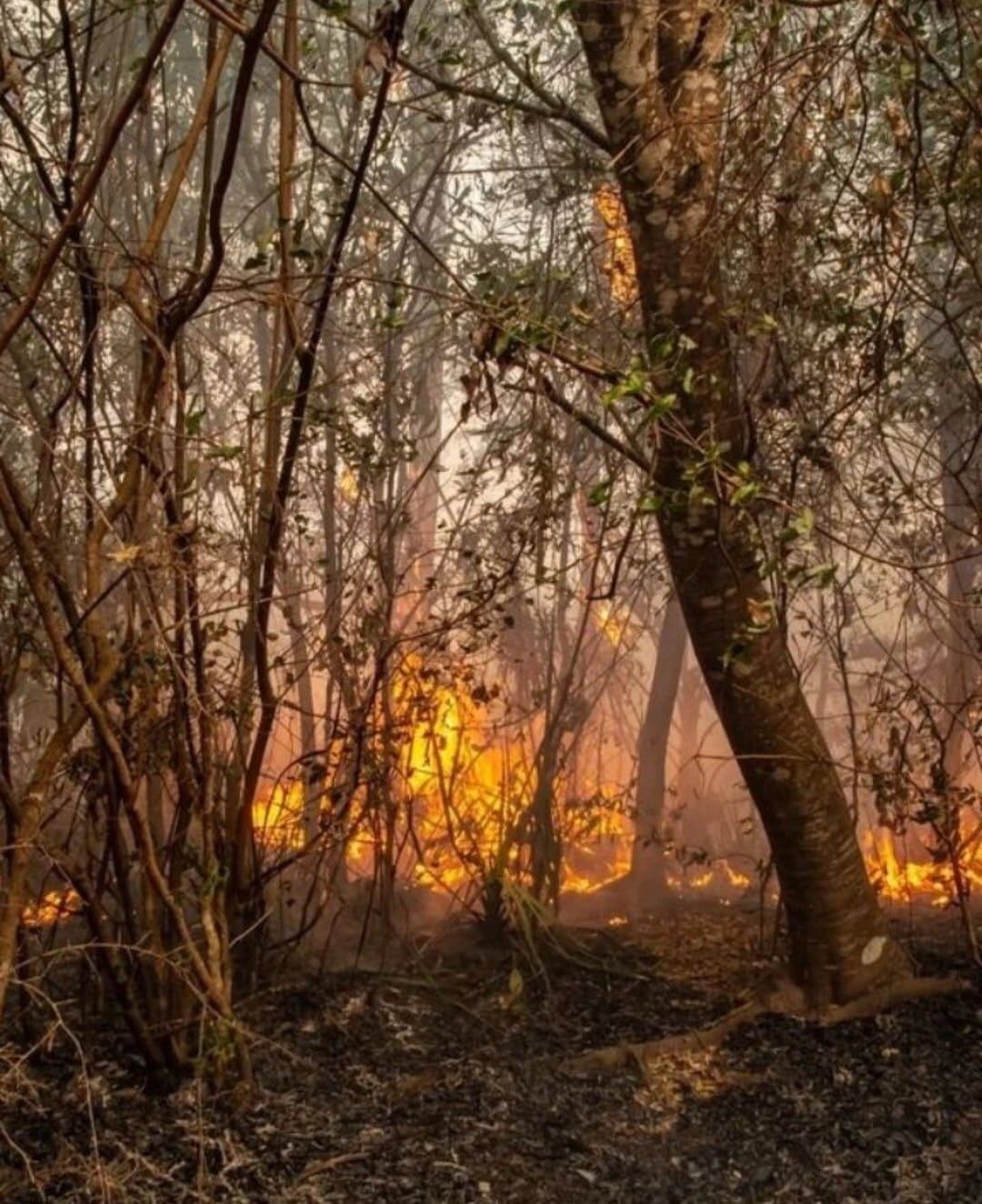 Los incendios en Corrientes ya arrasaron con 800 mil hectáreas.