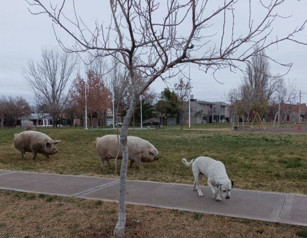 Chanchos con custodia policial pasearon por una plaza neuquina.