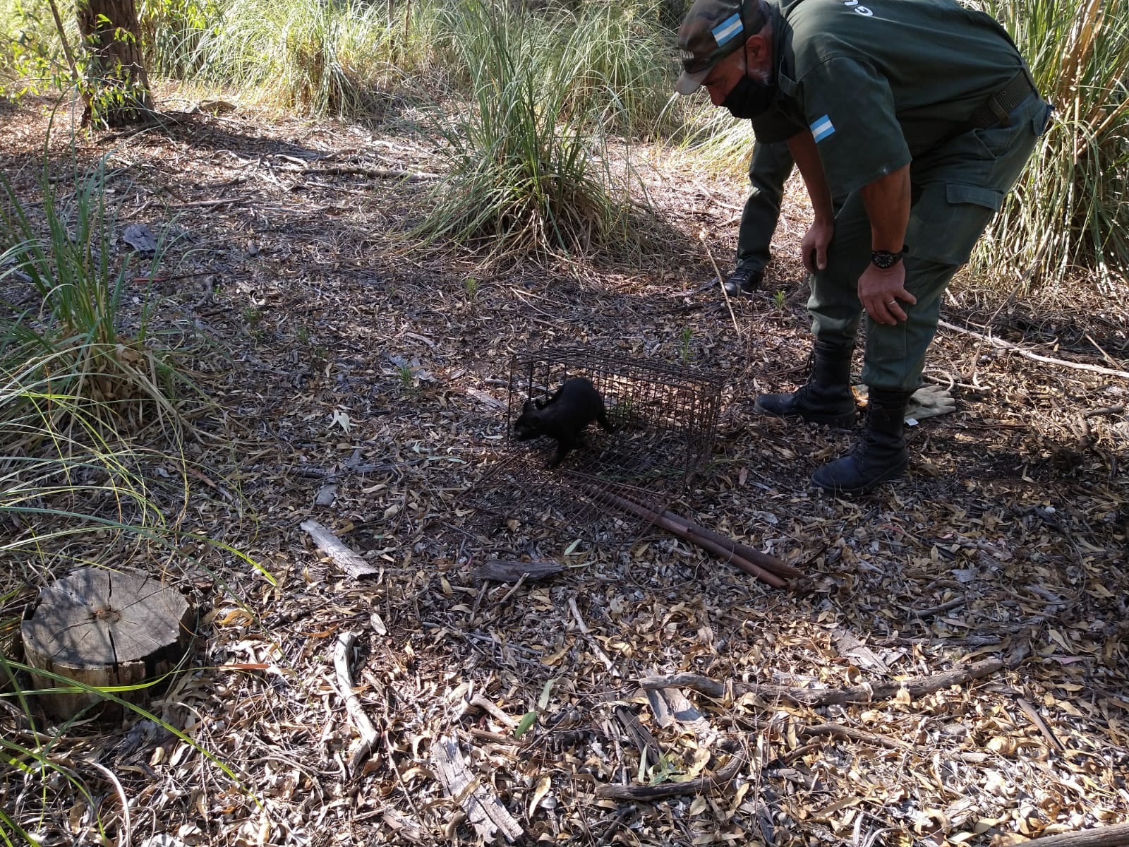 Liberan a un Gato Montés en la Reserva Natural de Claromecó