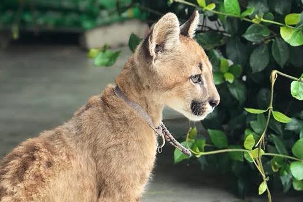 El pumita fue hallado por vecinos. "Posiblemente, fue víctima de la tenencia ilegal de fauna silvestre", indicaron desde Policía Ambiental.