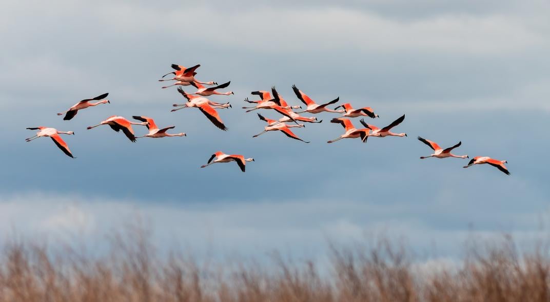 FLAMENCOS. Hay tres especies en Ansenuza. Los australes forman nidadas de hasta 300 mil ejemplares. (Pablo Rodríguez Merkel)